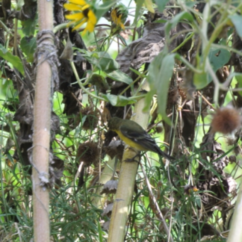 Lesser Goldfinch         female