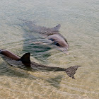 Bottlenose Dolphin 