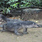 Monitor Lizard (Bayawak)