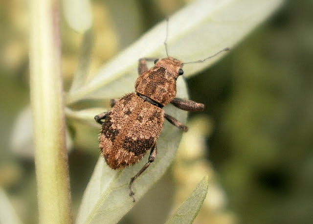 Short snouted weevil
