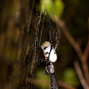 Female Black-legged Nephila