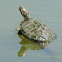Red-eared Slider Turtle