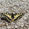 Common Yellow Swallowtail