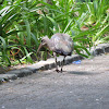 Hadada ibis