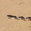 Oak snake, Gray rat snake
