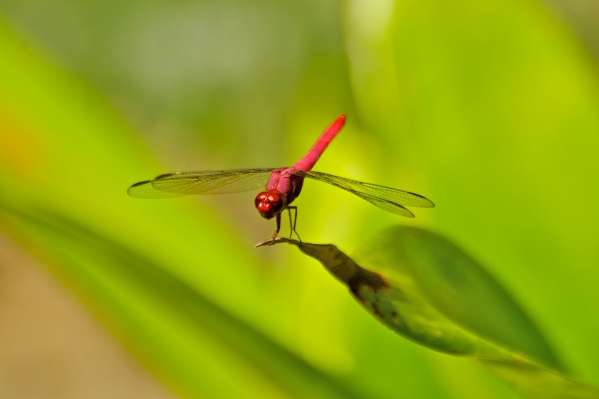 Central American Red Skimmer