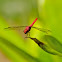 Central American Red Skimmer