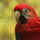 Scarlet Macaw