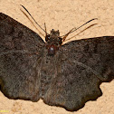 Common Spurwing Butterfly