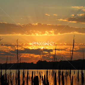 Sunrise Warmth by Roger Becker - Landscapes Sunsets & Sunrises
