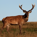 Deer Hunter Challenge Money Hack - posted in Cheats: Play Store Icon  ImageName of Game: DEER HUNTER CHALLENGEGame Version if.