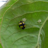 Yellow Ladybug- eggs