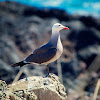 Heermann's Gull