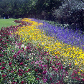 Valley of Flowers by नवीन जोशी - Nature Up Close Gardens & Produce