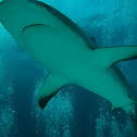 Caribbean Reef shark