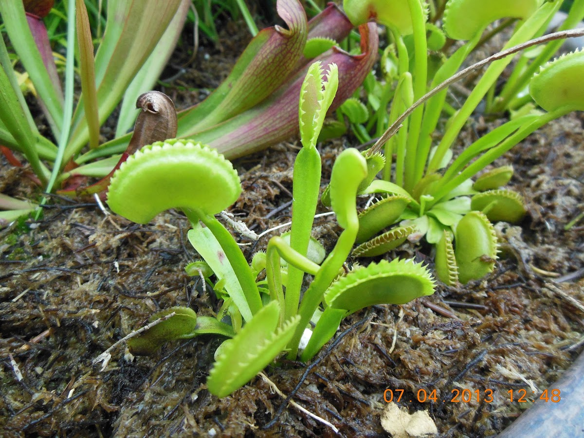 Venus Flytrap