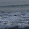 Pacific Harbor seal