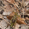 Adult eastern lubber grasshopper