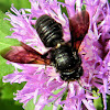 carpenter bee