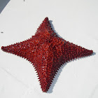 Red Cushion Sea Star