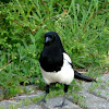 Magpie