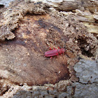 Flat Bark Beetle