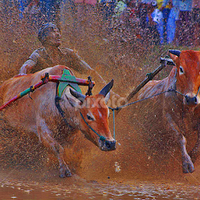 Jawi by Nasaruddin Naseh - Sports & Fitness Rodeo/Bull Riding
