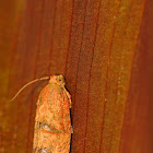 Filbertworm moth