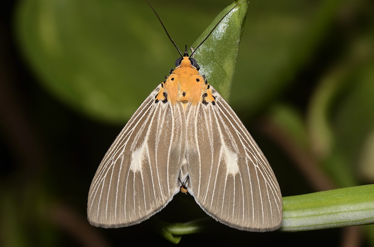 Orange head Moth
