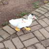 Pato, Domestic Muscovy Duck