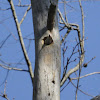 Red-belied Woodpecker (emerging from nest)