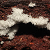 Coral Slime Mould