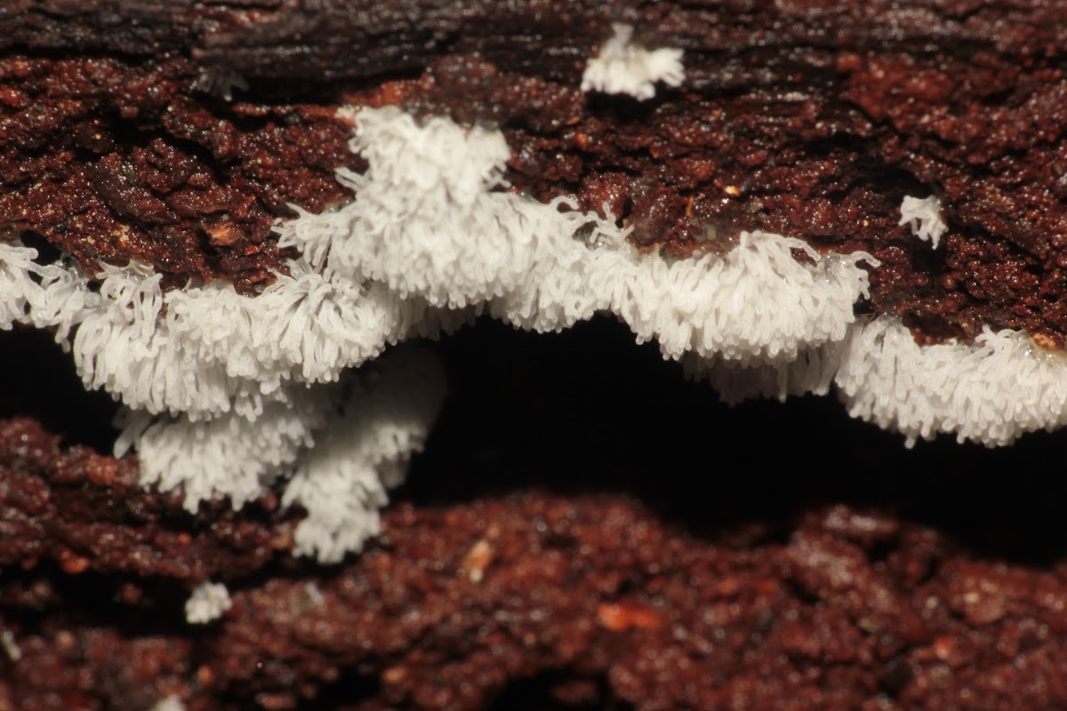 Coral Slime Mould