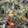 small red mushroom