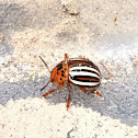 False potato beetle