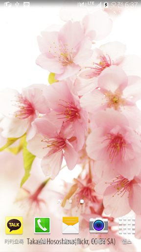 은은한화이트톤벚꽃배경