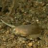 Peacock Razorfish (Wrasse) - Juvenile