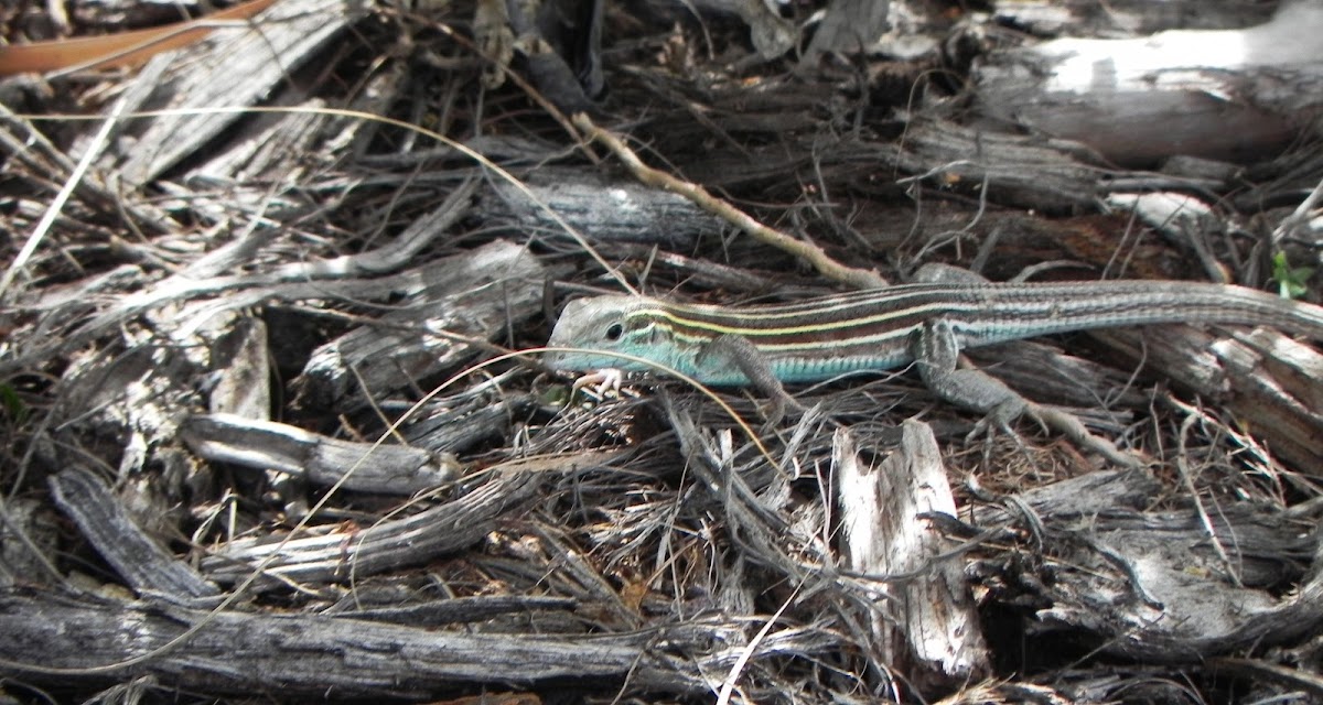 Male Six-lined Racerunner Lizard