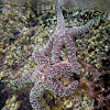 Ochre Sea Star (Purple Sea Star)
