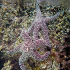 Ochre Sea Star (Purple Sea Star)