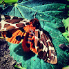 Garden Tiger Moth