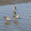 Long-billed Dowitcher