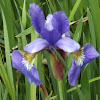 Northern Blue Flag Iris