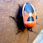 Cucurbit Stink Bug or Red Pumpkin Bug.