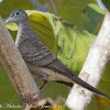 Zebra Dove