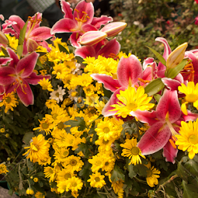 by Reagan Estrella - Flowers Flower Gardens