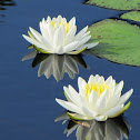 American water lily