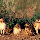 Burrowing Owl Fledglings