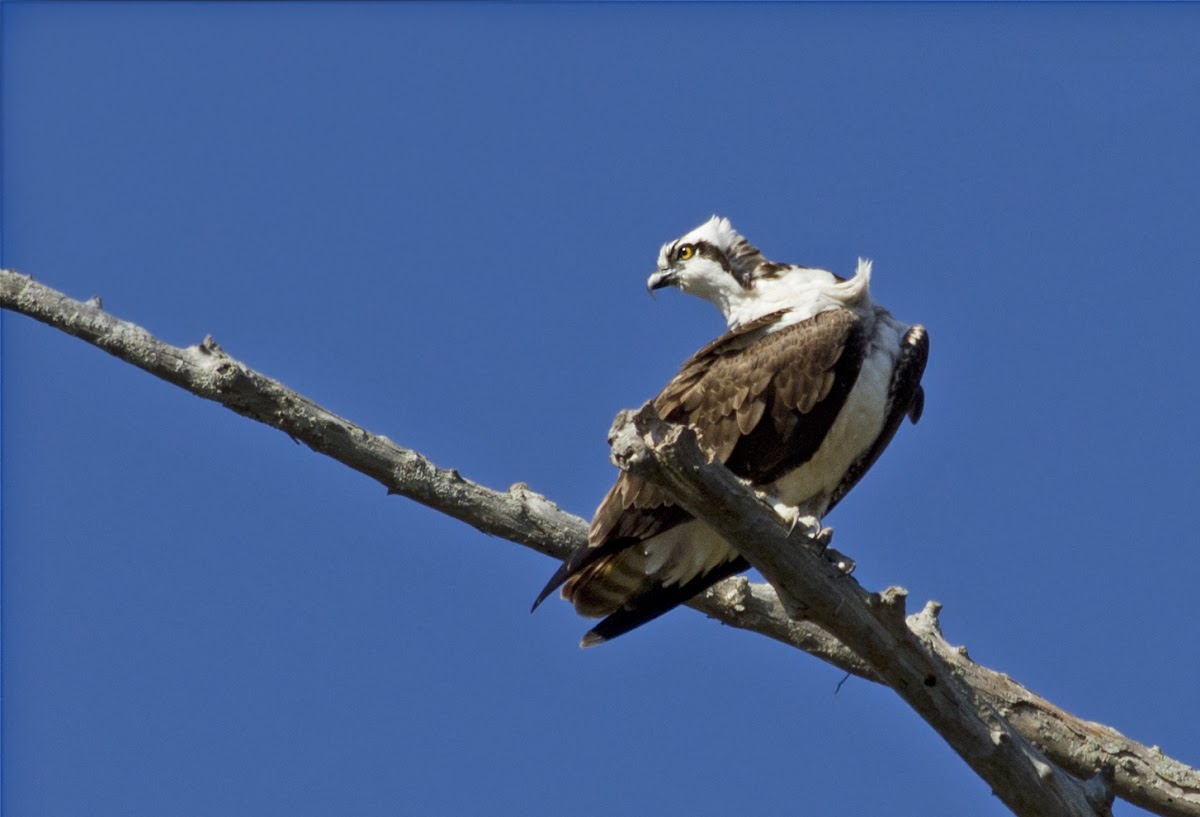 Osprey