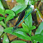 Ebony Jewel-wing Damselfly (male)